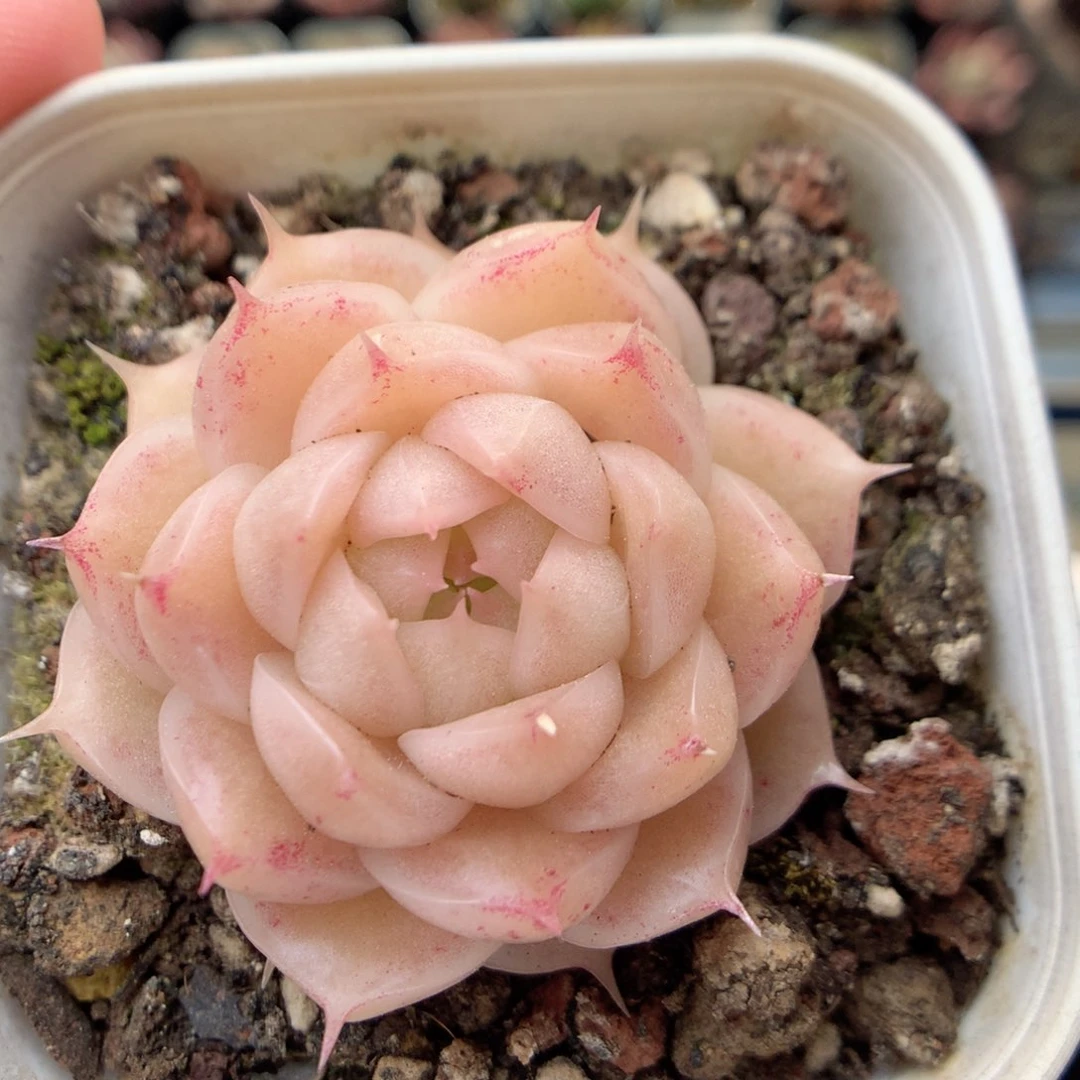 G96 ，20包邮两天凑单偏远不发货