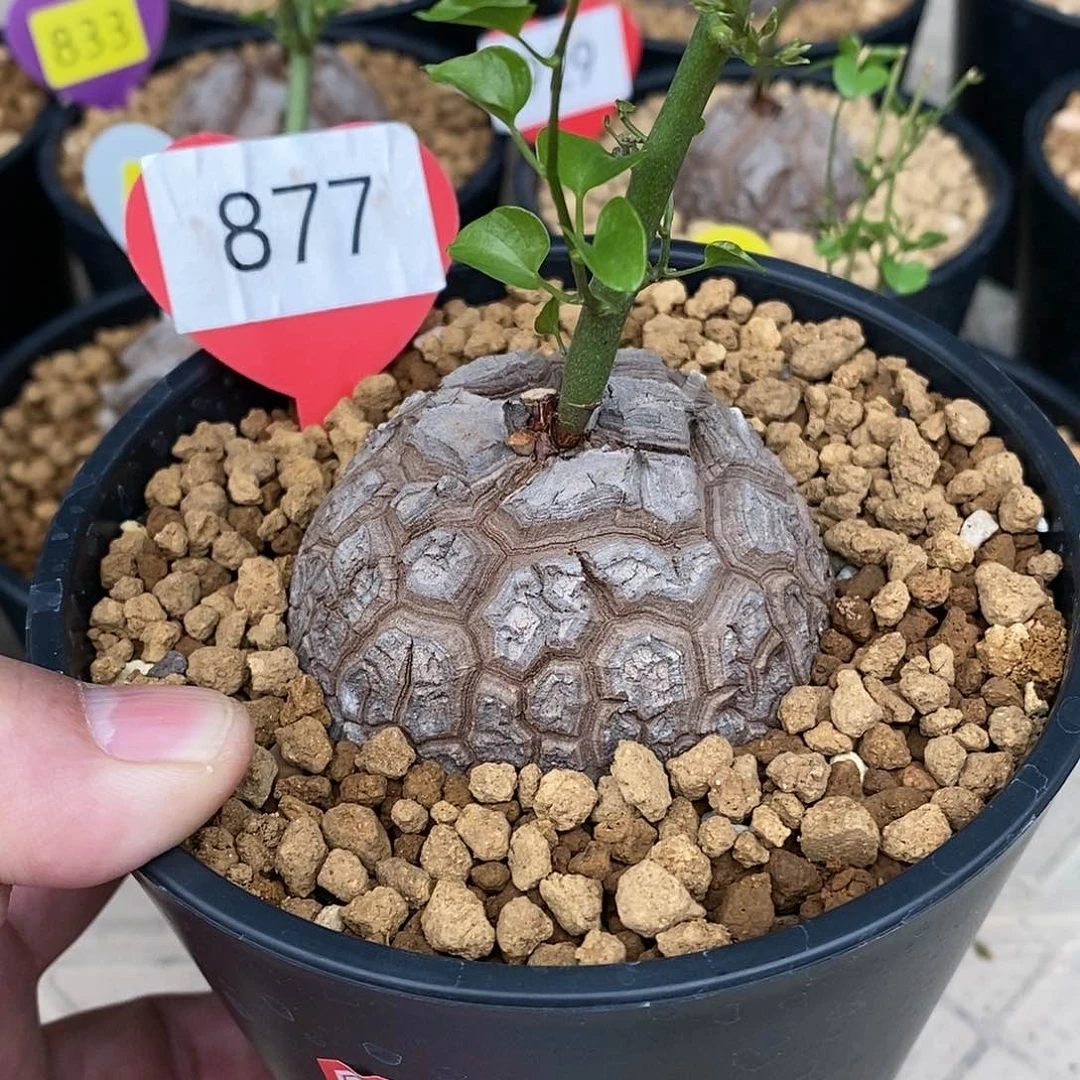 南非龟甲龙龟甲龙龟甲龙