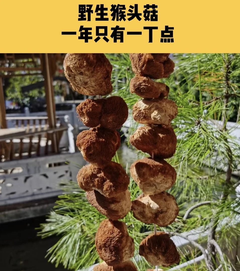 【达瓦家】西藏野生猴头菇天然养胃佳品