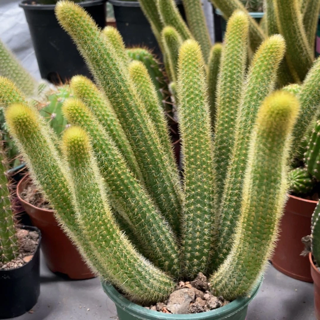 群生多头红蜻蜓金妞一物一拍12