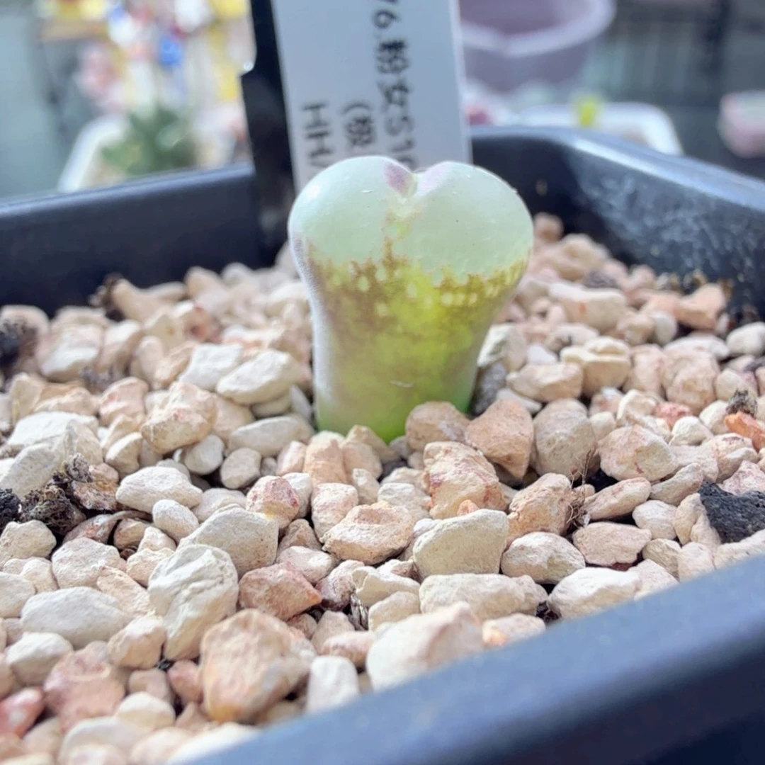 12-24-c3 粉女2年小苗