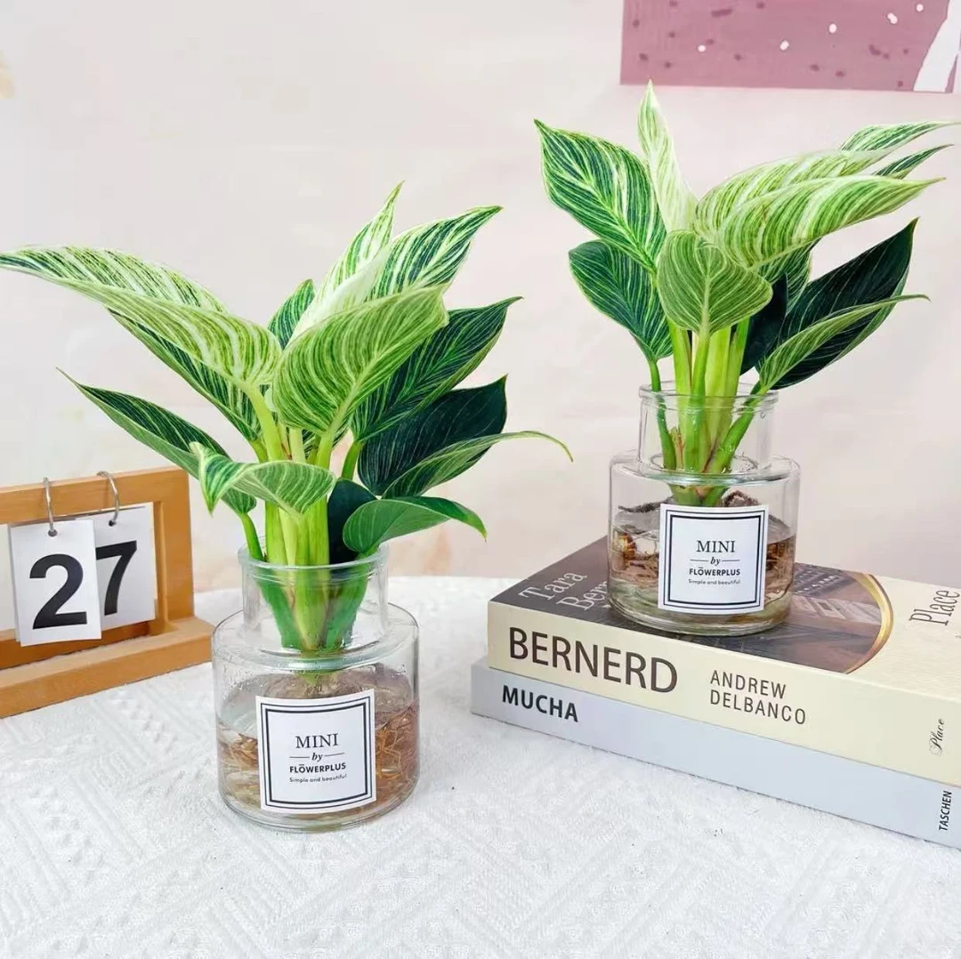 铂金钻绿植盆栽蔓绿绒植物水培客厅卧室办公桌面好养易活净化空气