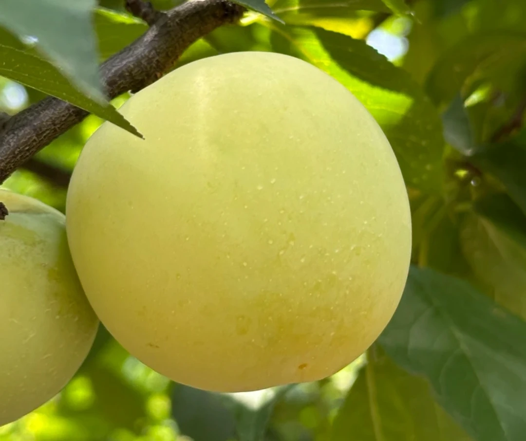 李子黄李麻阳高山应季水果新鲜水果现摘现发