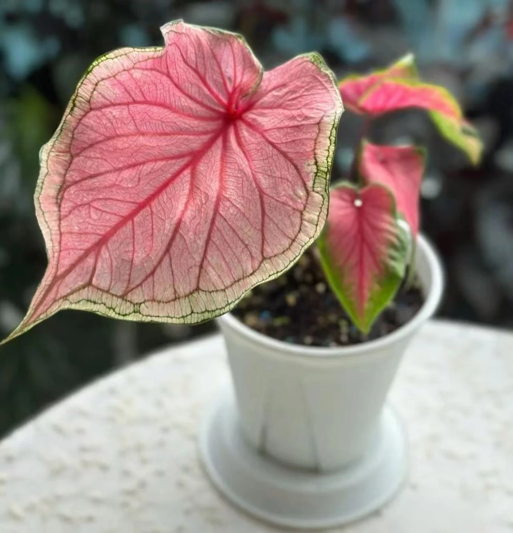 【小陈】（炫舞彩叶芋小鼻嘎）好养室内观叶植物直播间为准