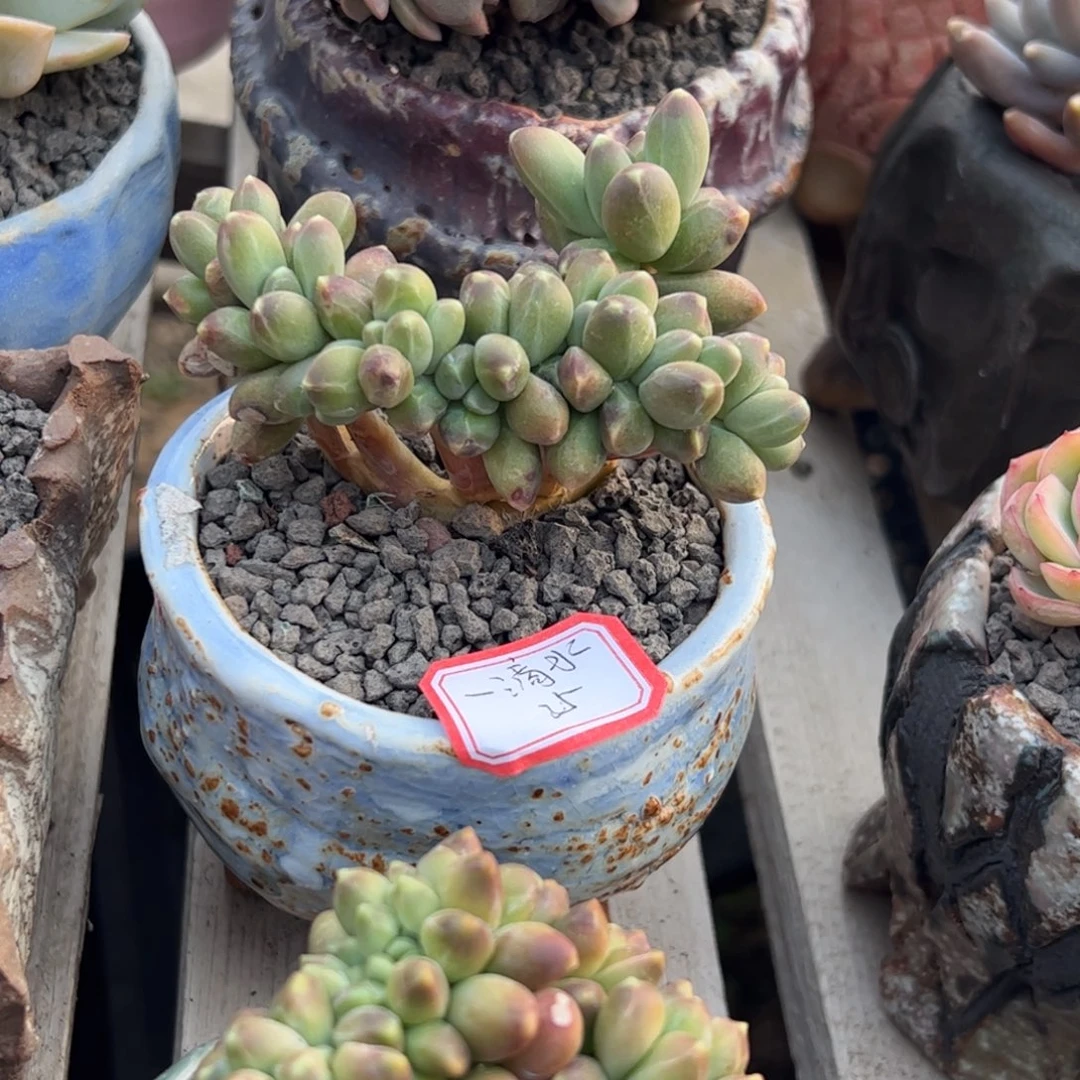 多肉植物多肉植物
