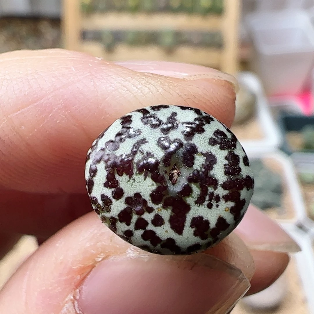 安贞一颗包邮…………………