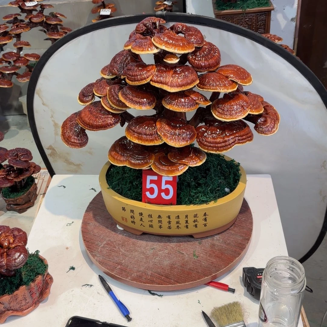 灵芝8888888888888888888