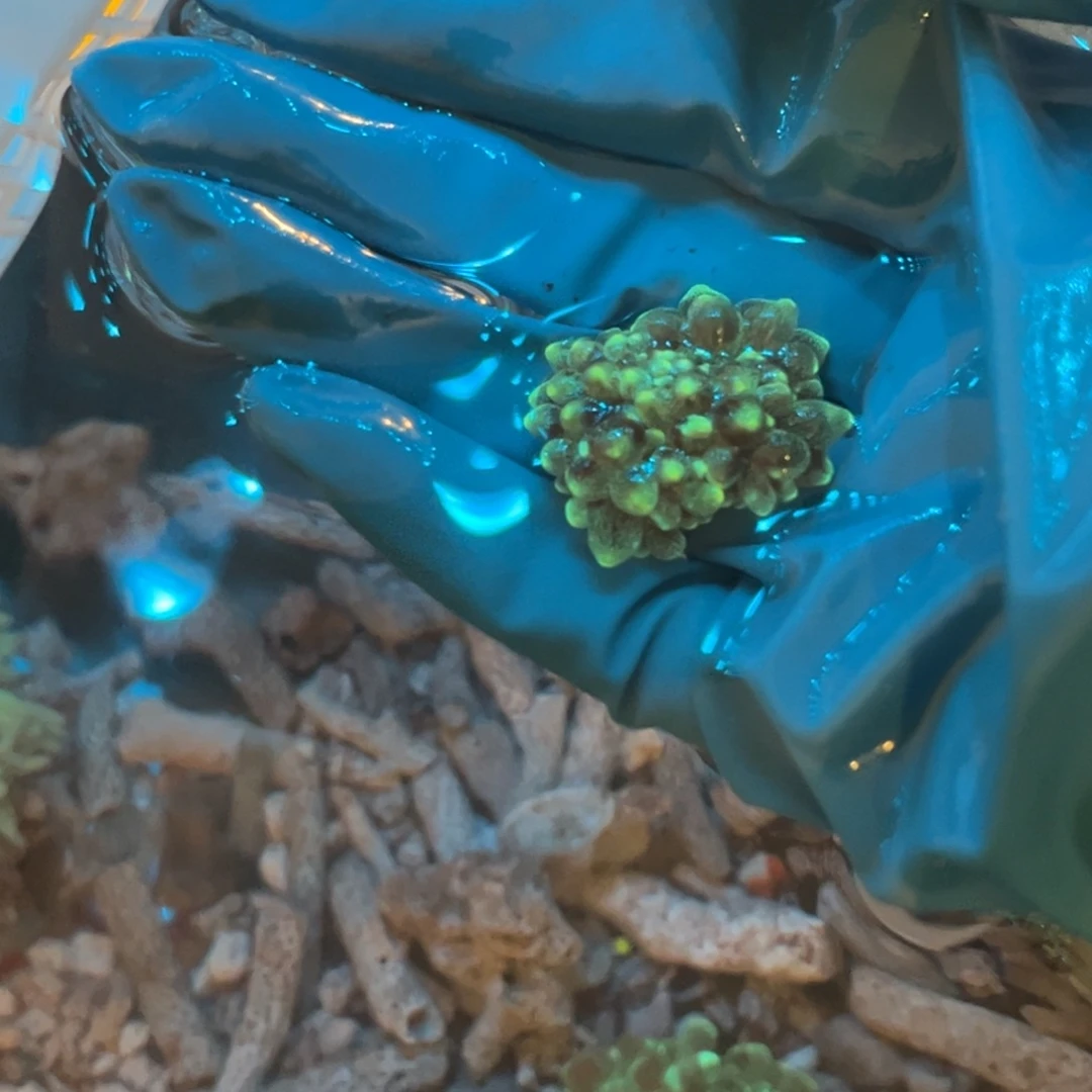 新***哥奶嘴海葵迷你奶嘴11111