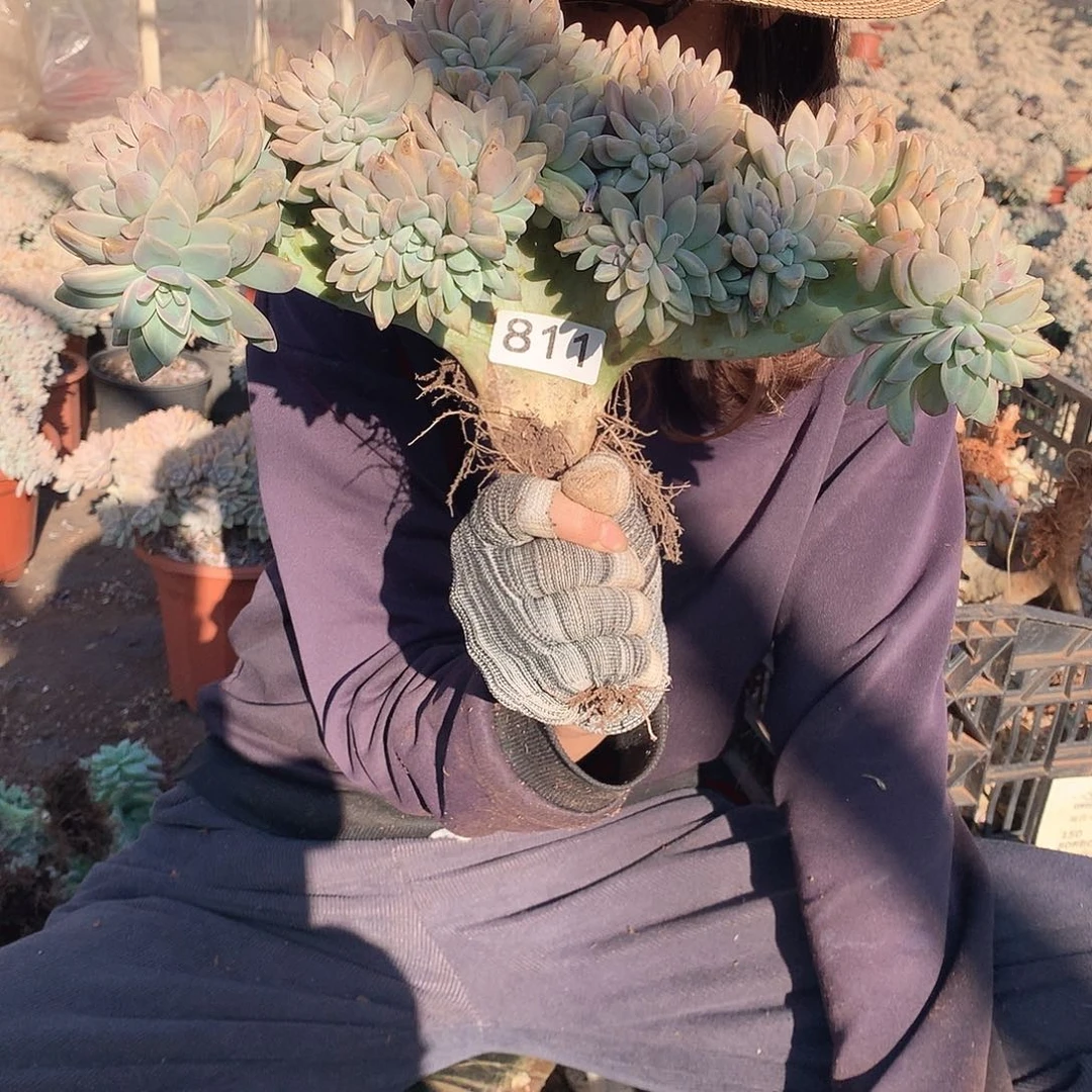 811 淡雪缀 一物一拍