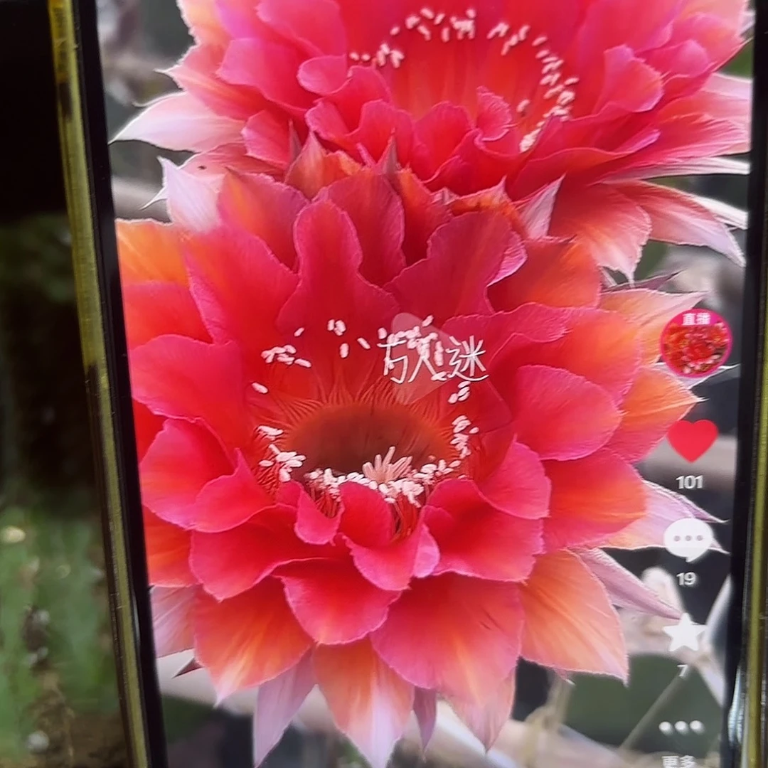 万人迷彩侧牙20包邮仙人球52