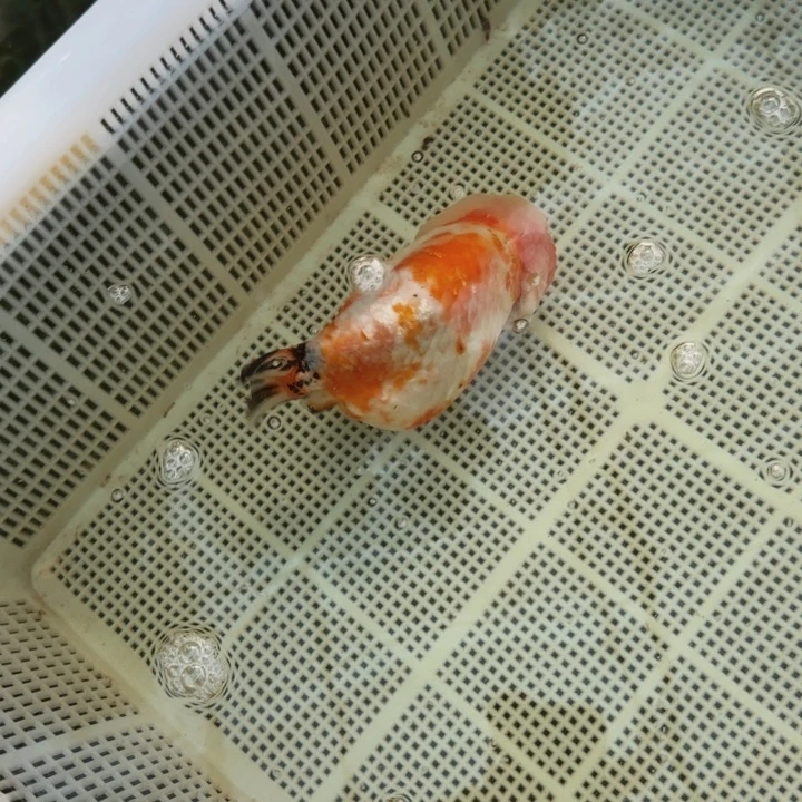 金鱼落叶樱花娃娃脸