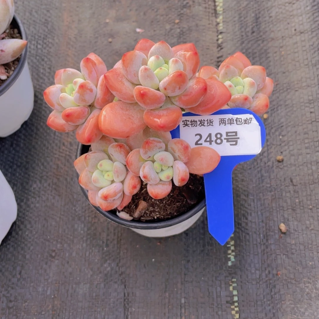 248号老桩大群红洛神