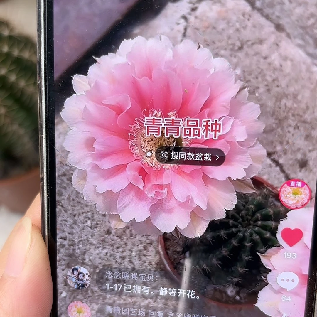 彩草女神6公分左右