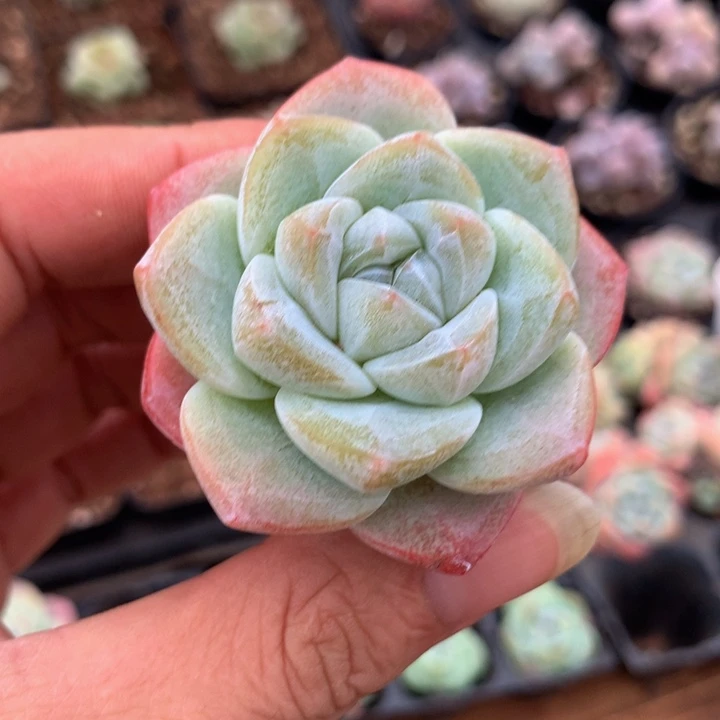 精控冰玉一物一拍