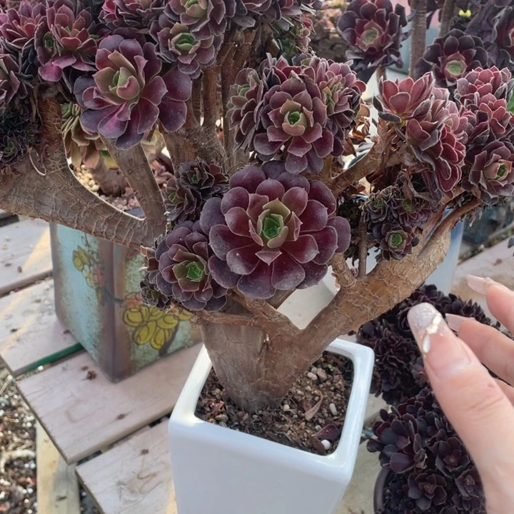 多肉多肉都能用哦这两只狗太棒噜