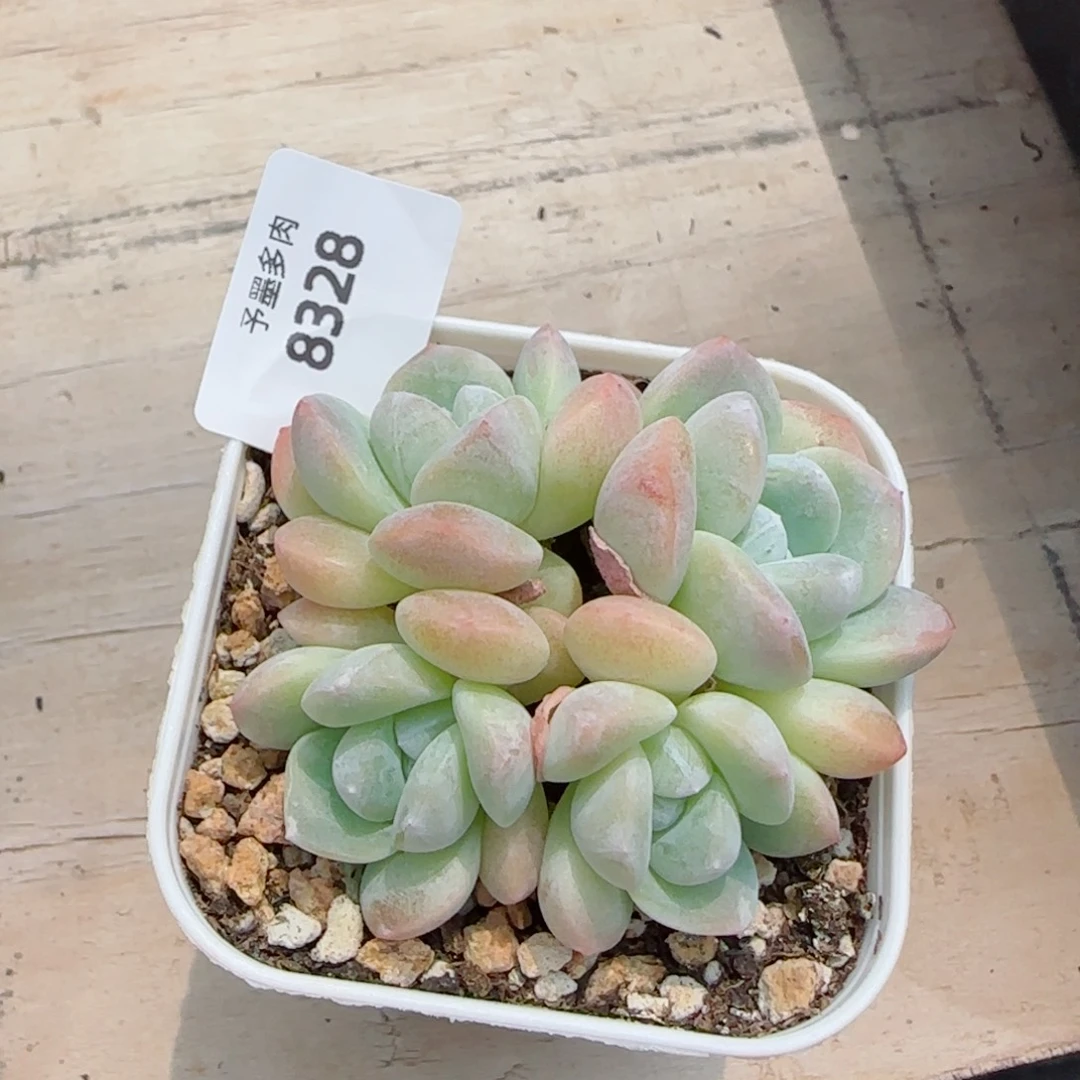 奶油冰玉，8328多肉植物