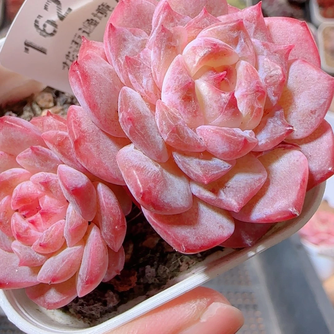 花语多肉1205-162溏心