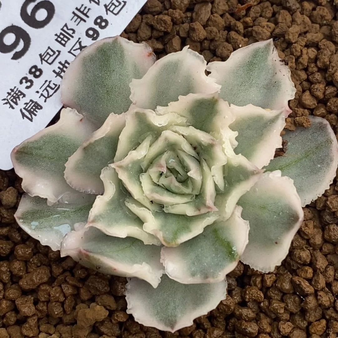 960紫蝴蝶锦单头带根