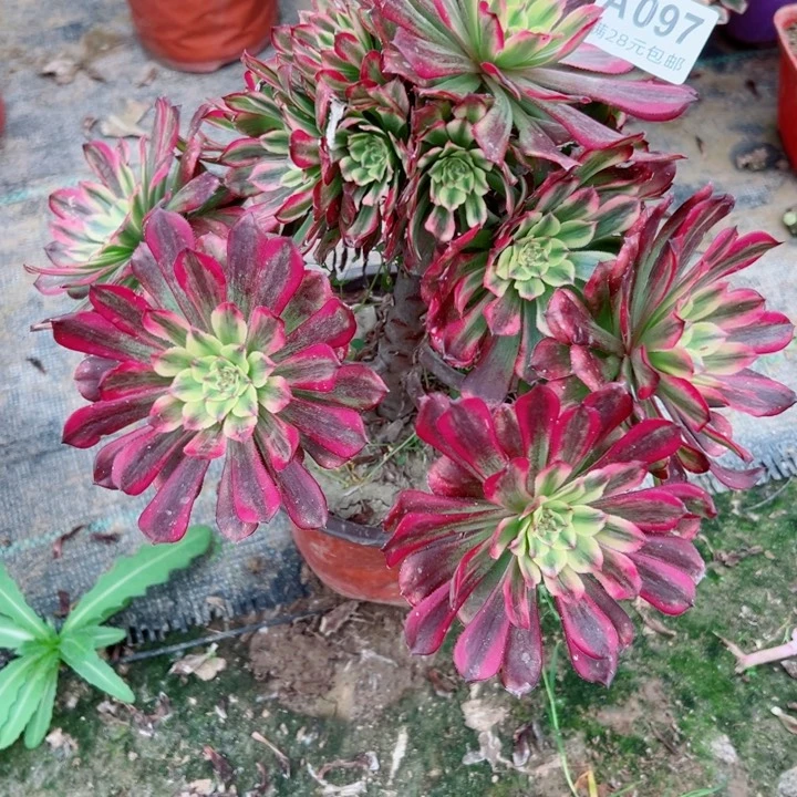 97w舞天姬多肉植物