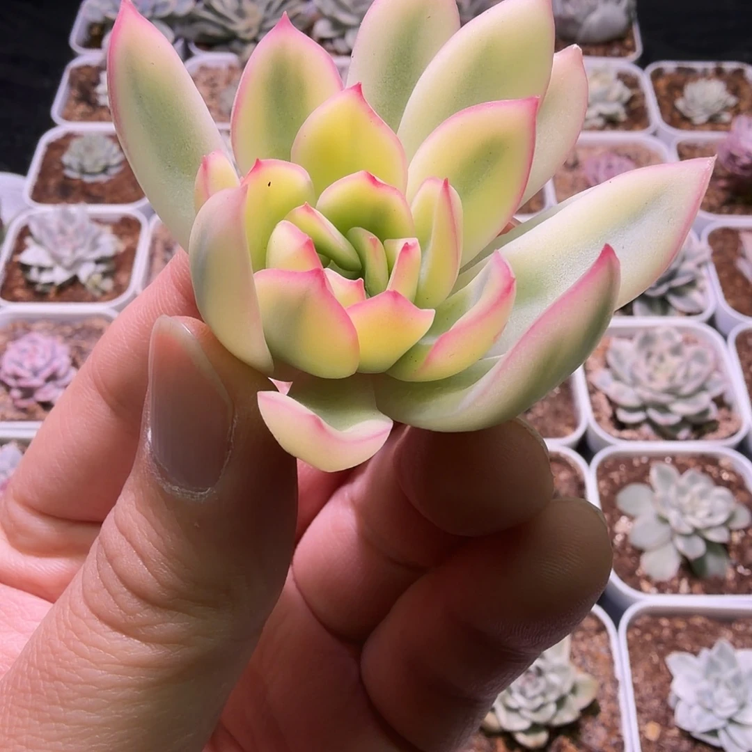 雨燕座锦植物一物一拍