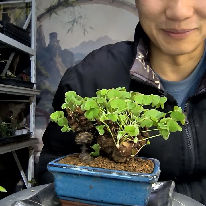 n***t中青园艺一物一拍花137
