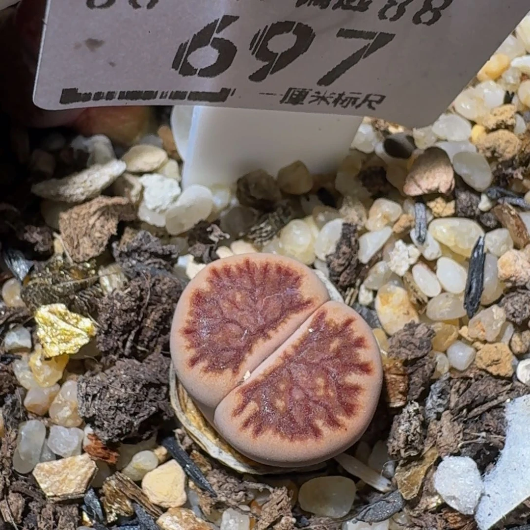 Sssss生石花肉锥697