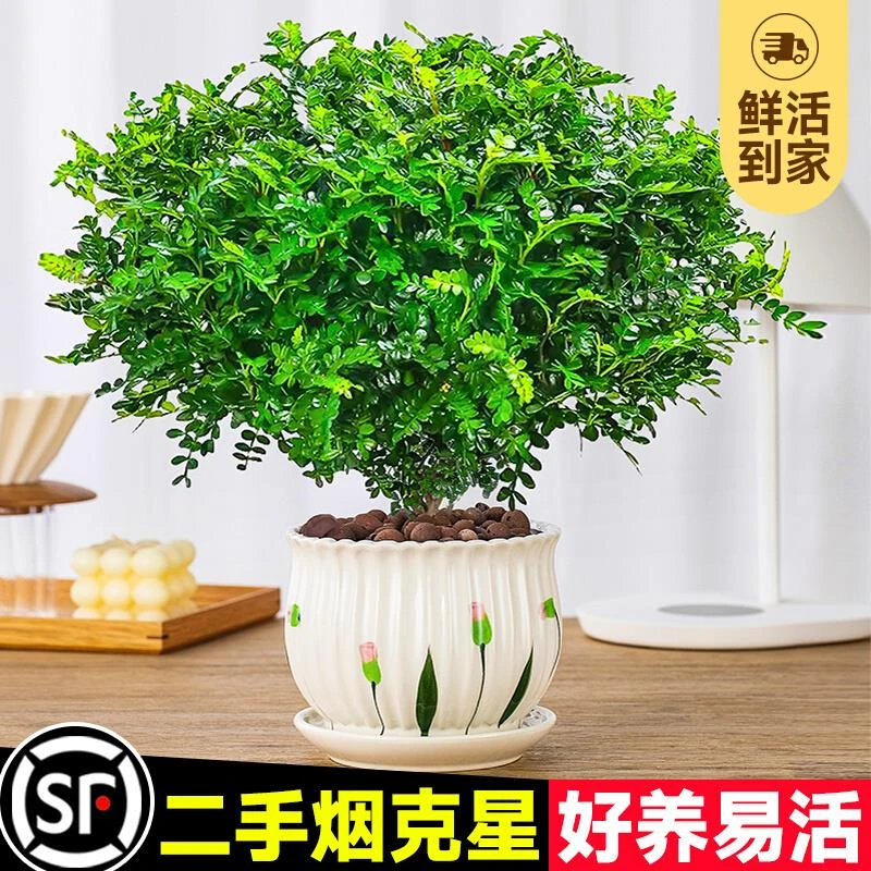 清香木盆栽正宗胡椒木老桩花卉绿植室内办公室驱蚊植物好养活四季
