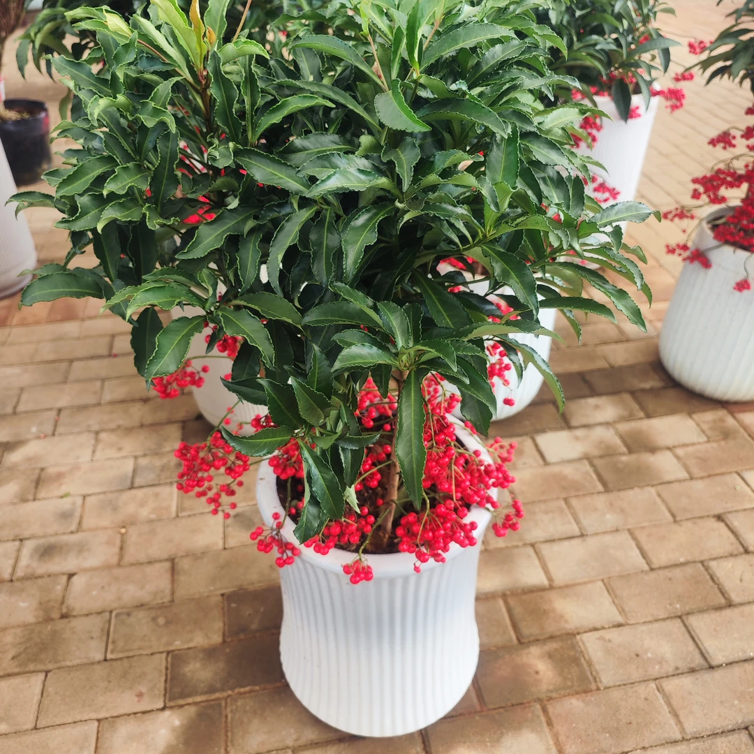 黄金万两（3拼）