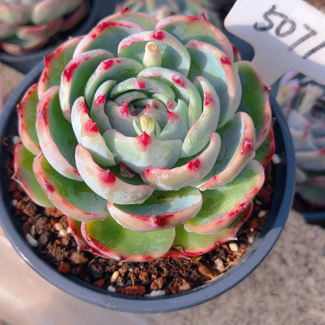 小****?惊鸿仙子一物一拍5071号