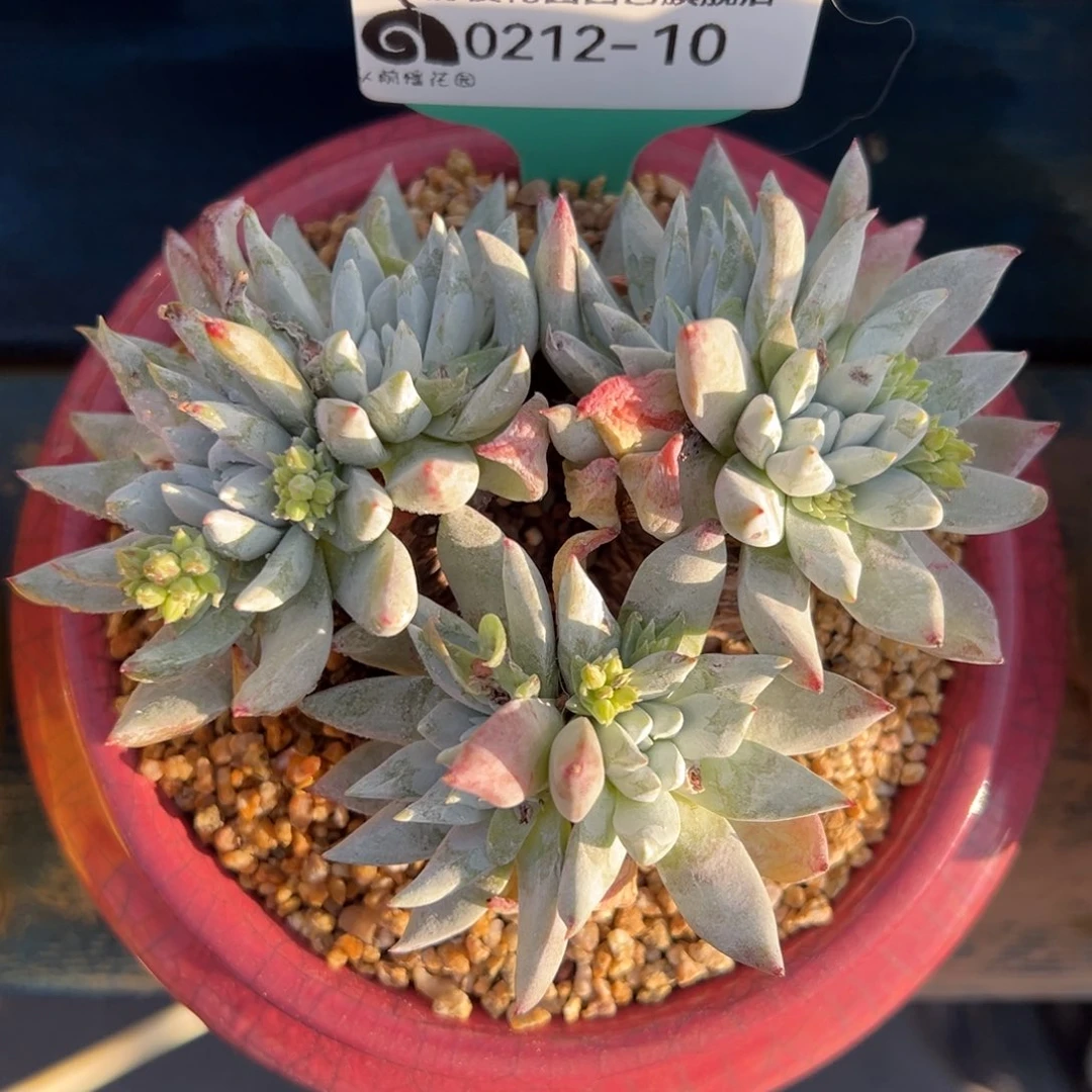 从前慢多肉精选编号0212.10