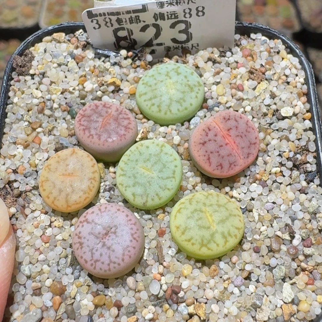 Sssss精品生石花823