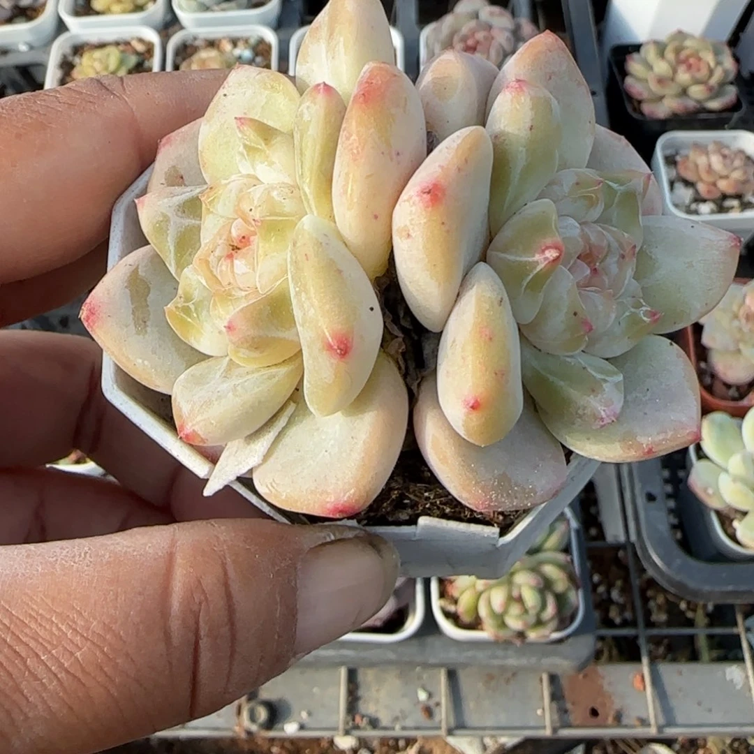 多肉小卡拉米糖心一物一拍