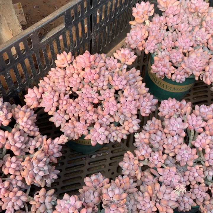 全粉透星戴露多肉植物两单包邮