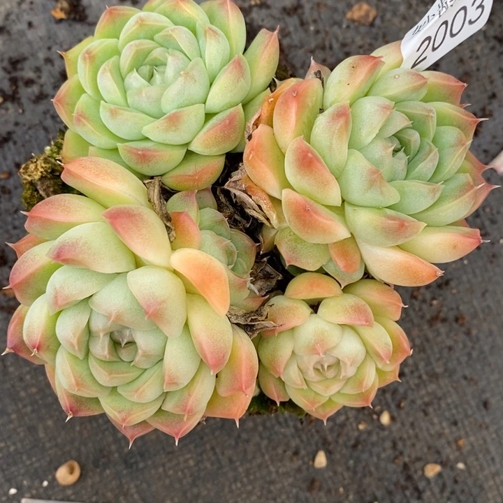 2003散群不售后～11厘米