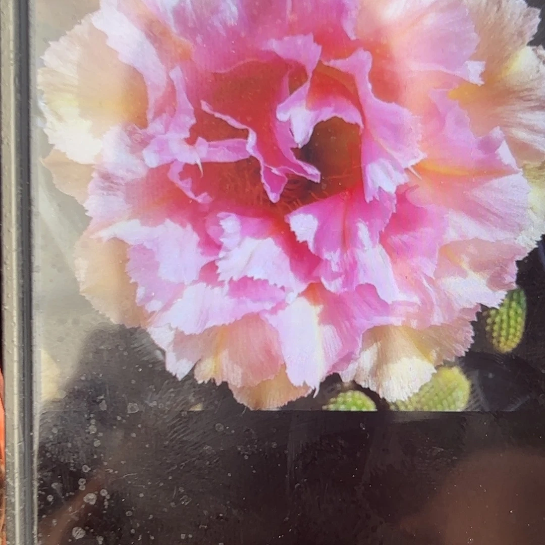 粉洛彩带根20包邮小小瑕