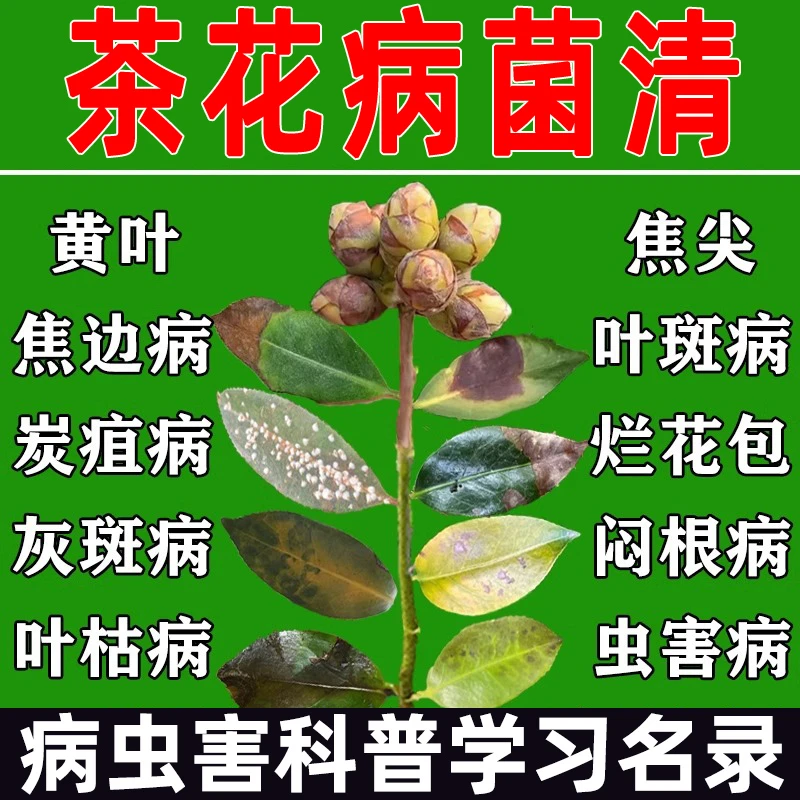 茶花病微生物菌剂黄叶叶枯病干尖黄叶落叶炭疽病白粉病微生物菌剂