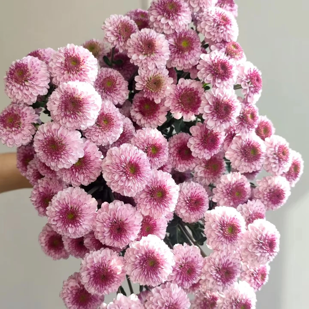 10枝粉妍小雏菊 花期超长待机【两单顺丰冷链或京东快递】鲜花