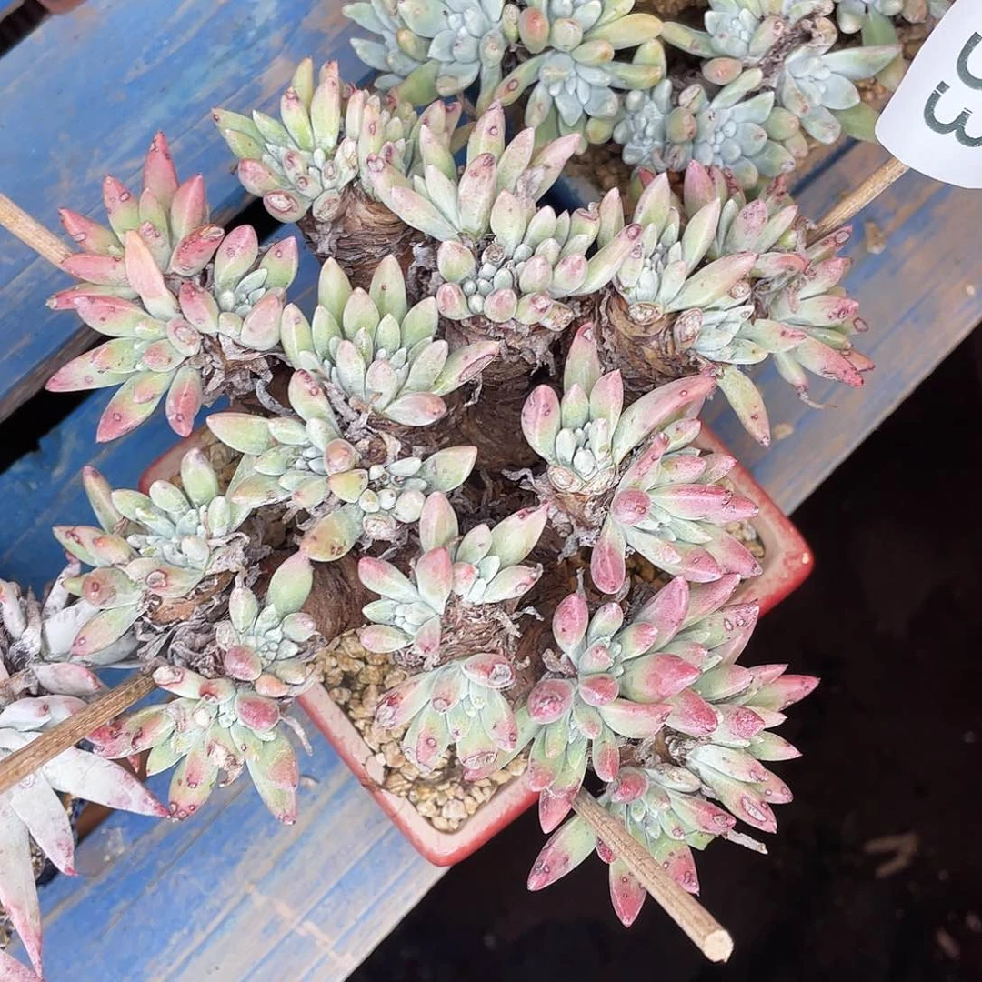 绿体豆豆多头8353