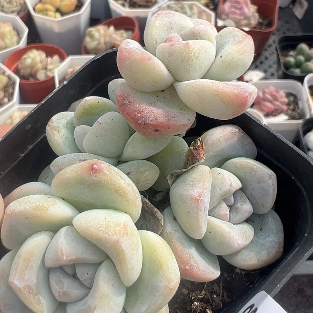 小卡拉米糖心一物一拍6-63