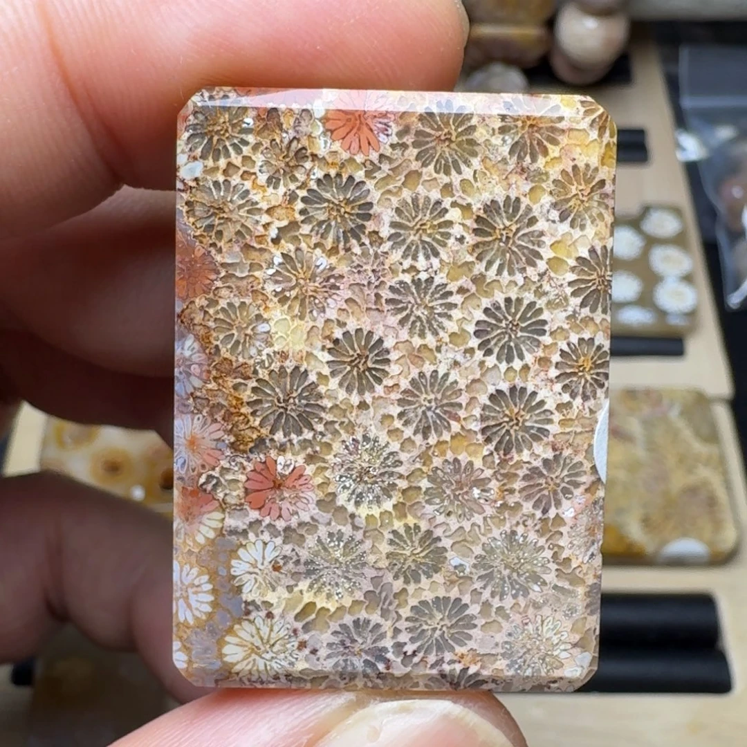 硅化珊瑚（珊瑚玉）未镶嵌纯天然色有机玉石保真色