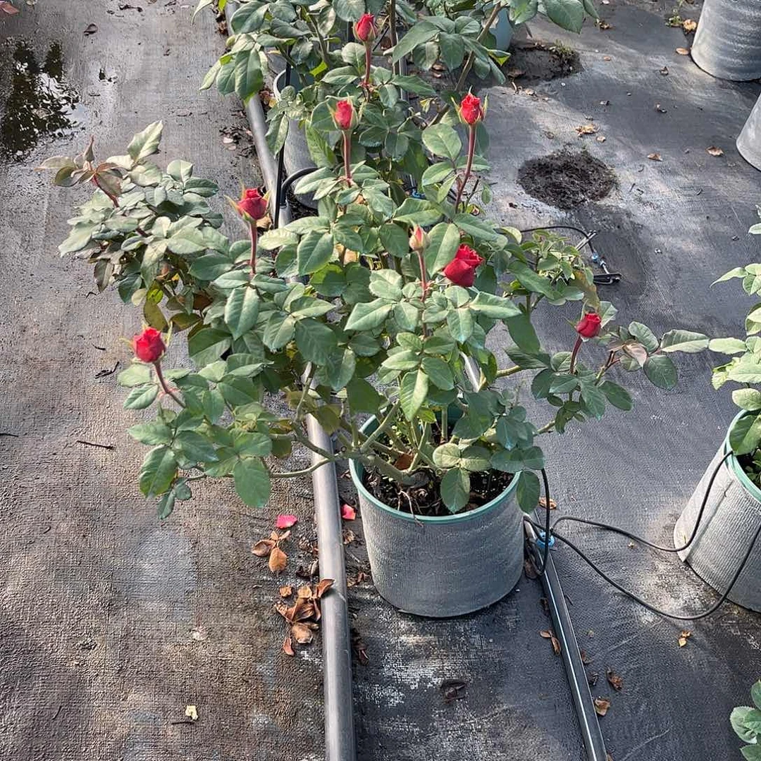 无花朵盲盒不知名，1.8加仑，原盆修剪发货