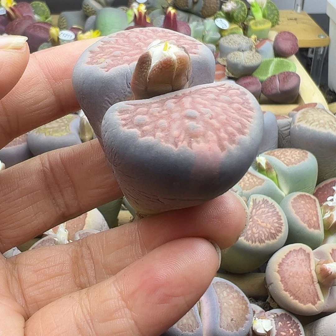 1218非典型拉丝超级巨无霸福利