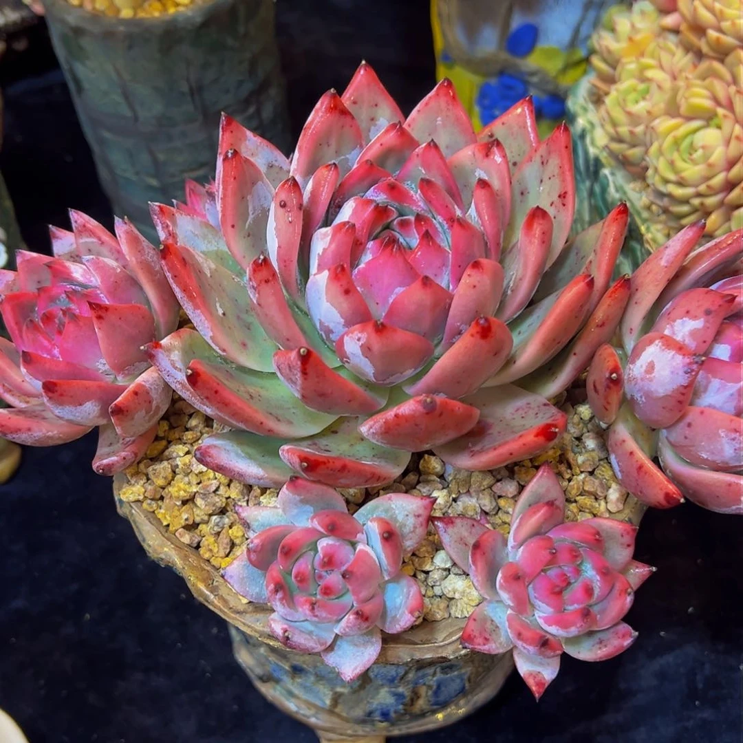 ?*然多肉植物保护研究所