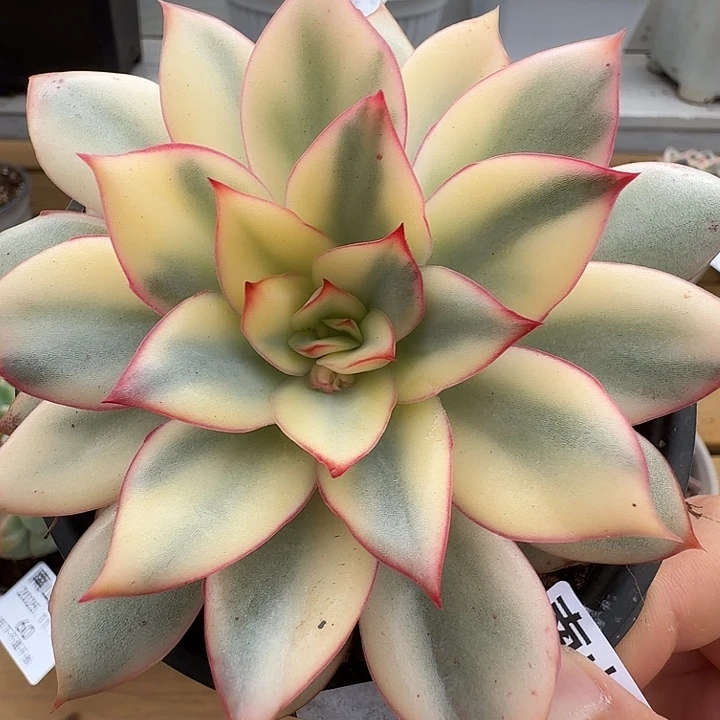 月光女神锦111118-56