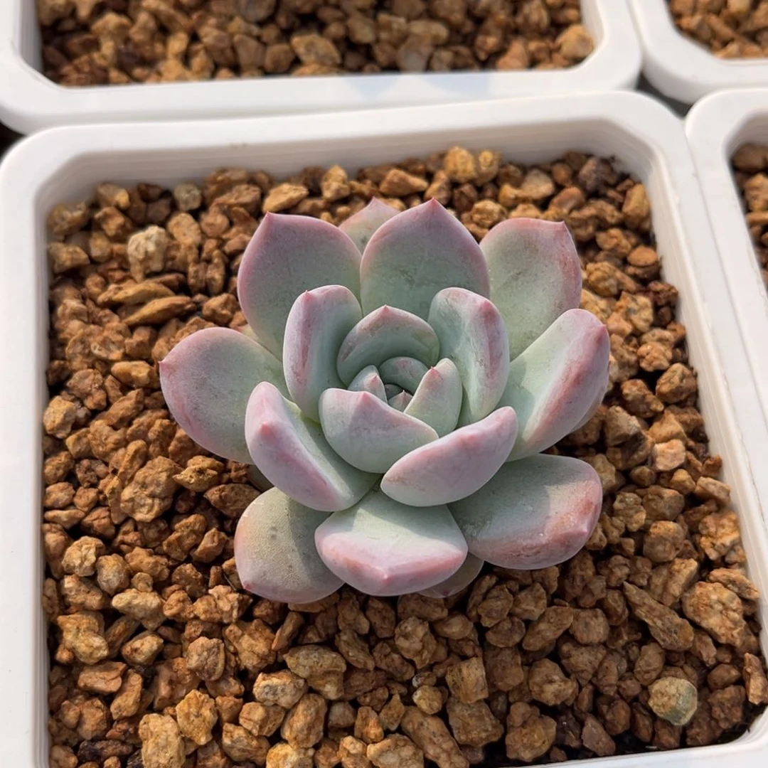 多肉植物多肉植物熙宝邀月