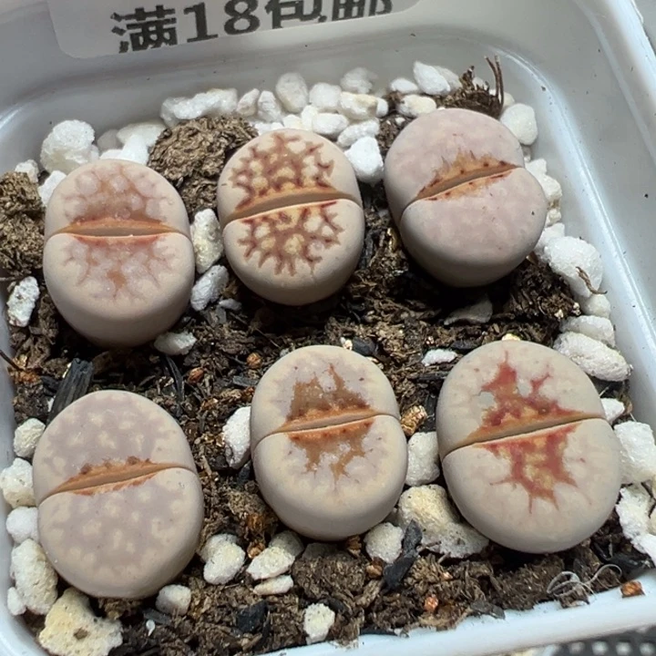 【闪购商品】 508。