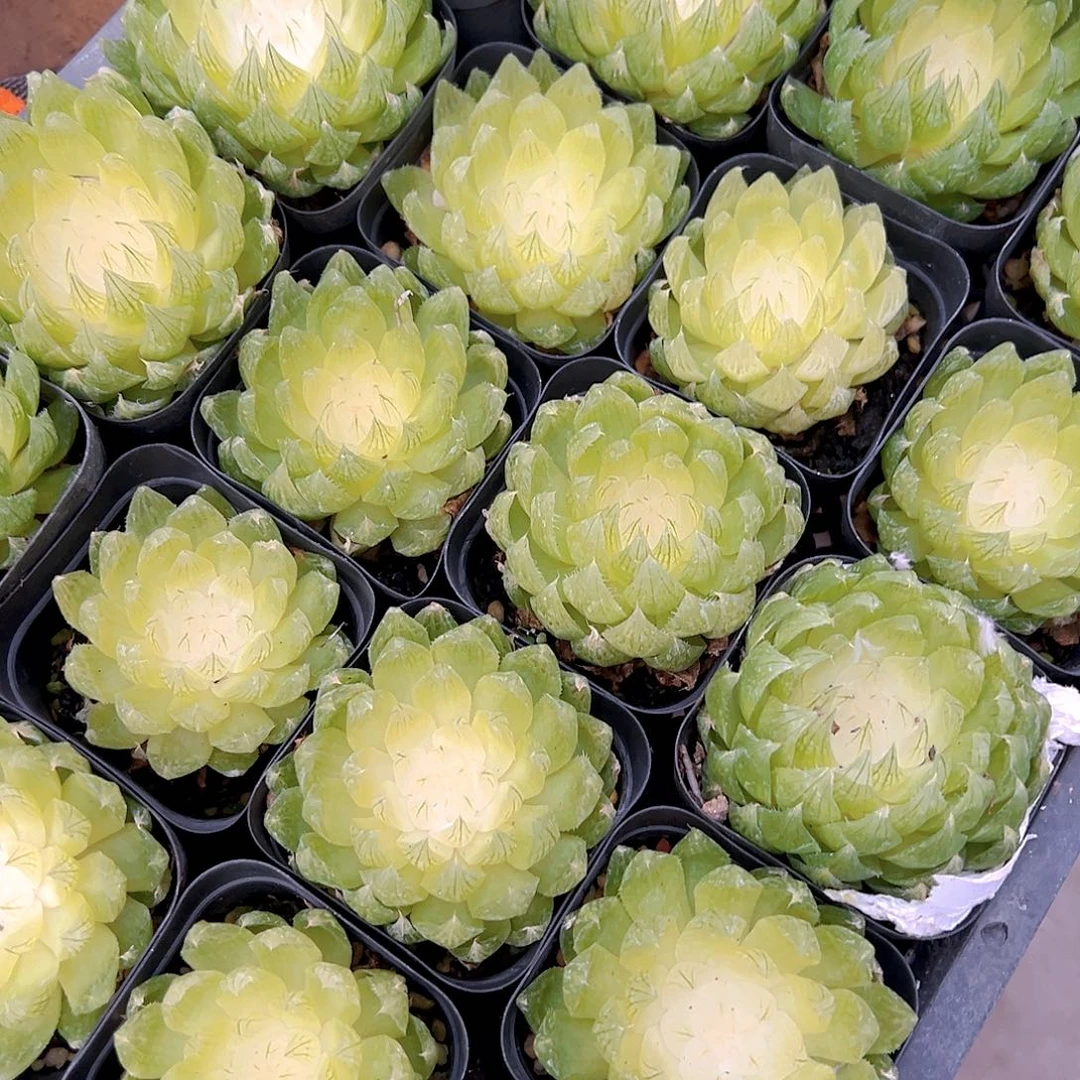 白莲花玉露多肉多肉多肉一颗