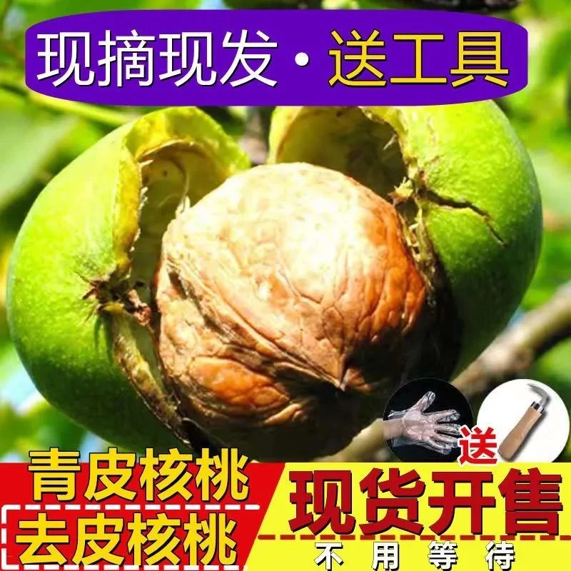 2025年新疆阿克苏现摘青皮核桃纸皮湿核桃当季新鲜核桃青皮核桃
