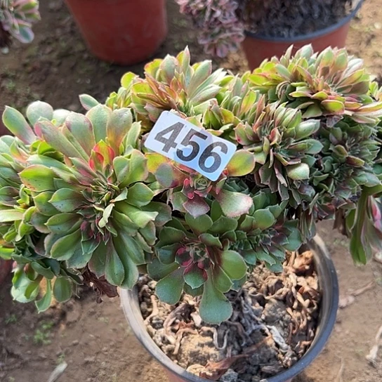 潇***回多肉植物一个香非456