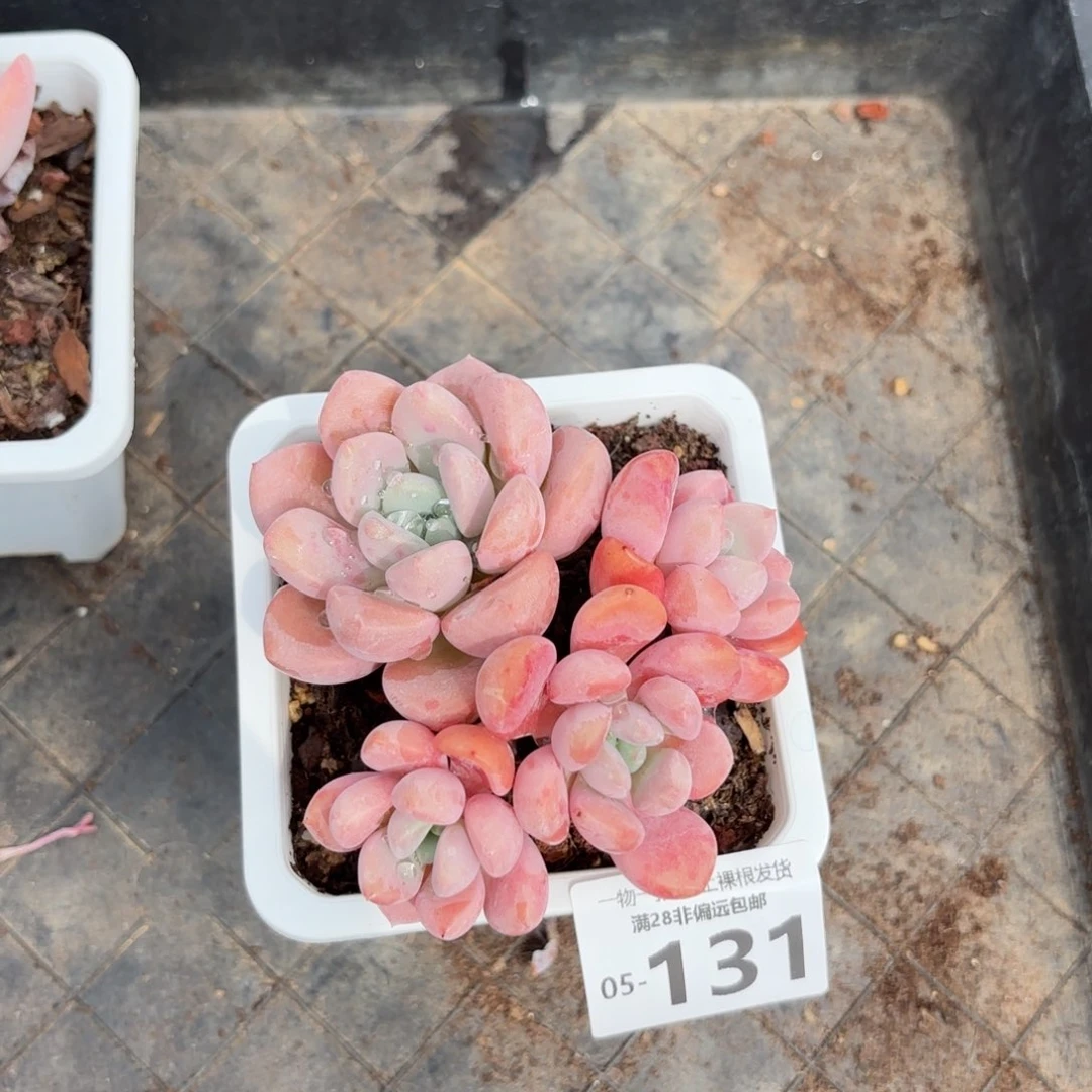 花斑鹿老桩多肉多肉